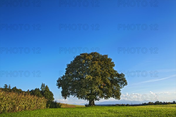 Old Lime Tree (Tilia)