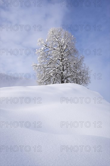 Snow covered trees