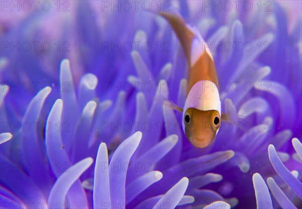 Young Saddleback Clownfish (Amphiprion polymnus)