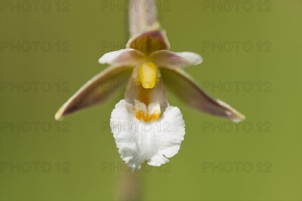 Marsh Helleborine (Epipactis palustris)