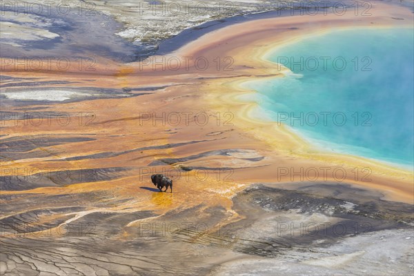 Bison crossing the sinter crust of Grand Prismatic Spring