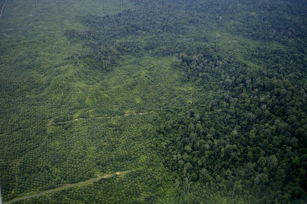 Plantation of oil palms (Elaeis guineensis) for the production of palm oil in the rainforest