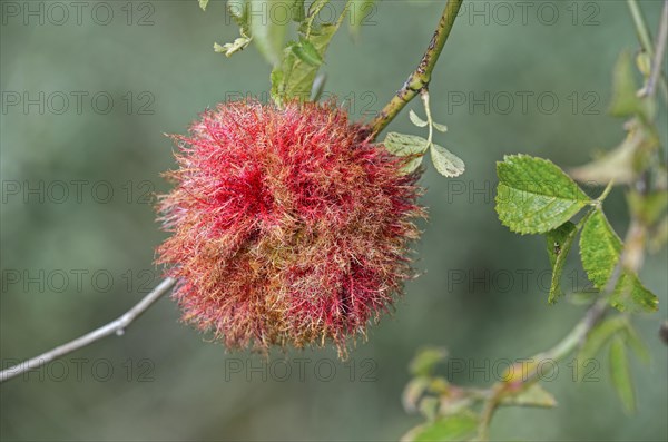 Gall of the Gall Wasp (Diplolepis rosae) on a wild rose bush