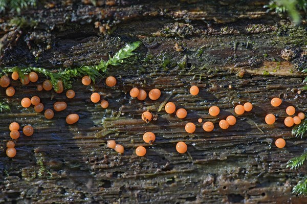 Trichia decipiens slime mold