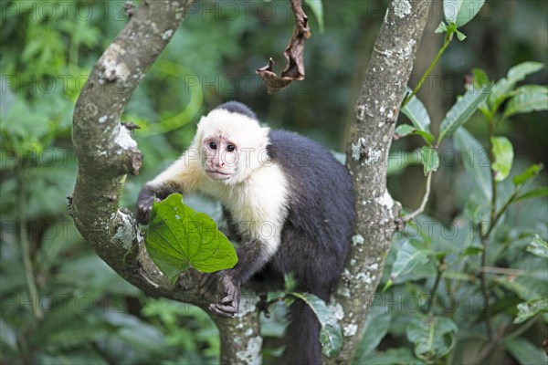 White-headed Capuchin (Cebus capucinus)