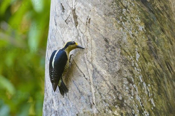 Golden-naped Woodpecker (Melanerpes chrysauchen) working on a tree