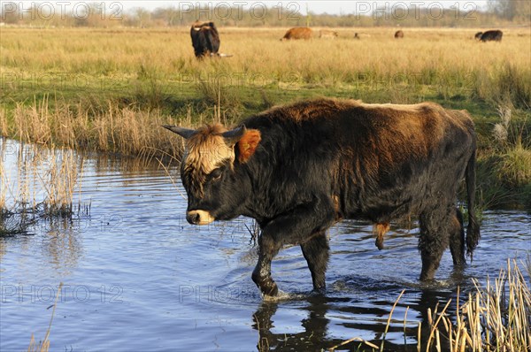 Heck Cattle (Bos primigenius f. taurus)