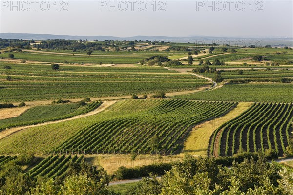 Vineyards
