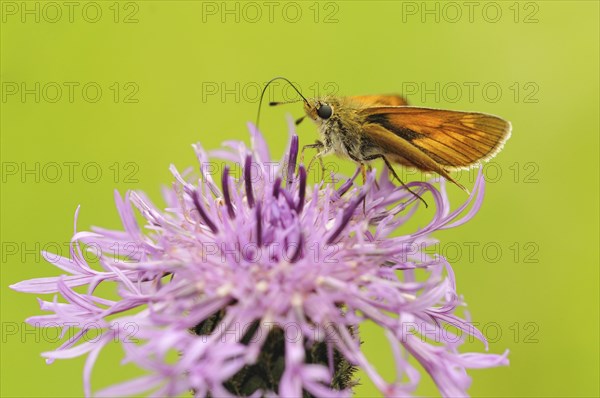 Large Skipper (Ochlodes sylvanus) feeding on nectar from a flower