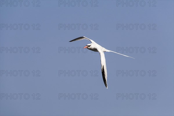 Red-billed Tropic Bird (Phaethon aethereus)