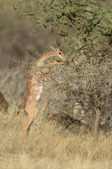 Gerenuk (Litocranius walleri)