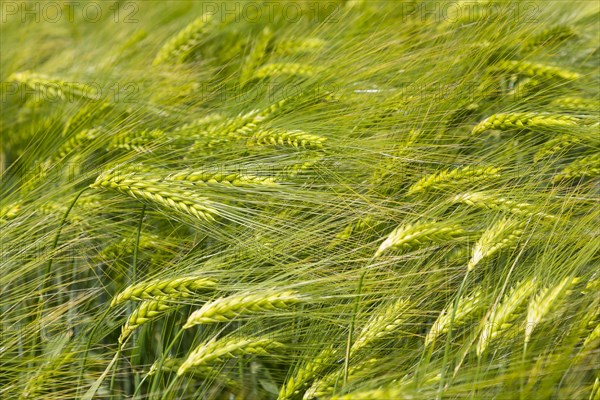 Barley (Hordeum vulgare)