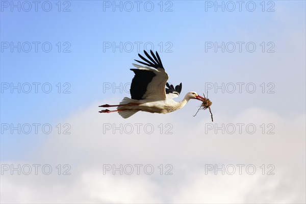White Stork (Ciconia ciconia) in flight with nesting material in its beak