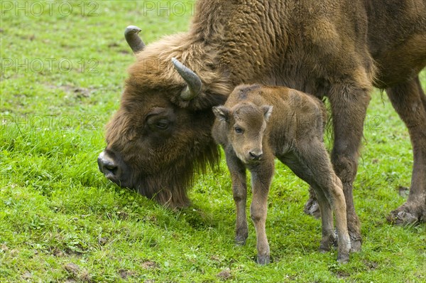 Bison