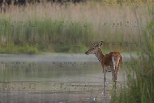 Red deer cow (Cervus elaphus)