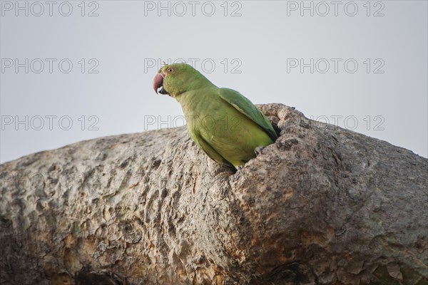 Rose-ringed parakeet (Psittacula krameri manillensis) in a tree-hole