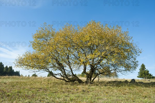 Goat willow (Salix caprea)