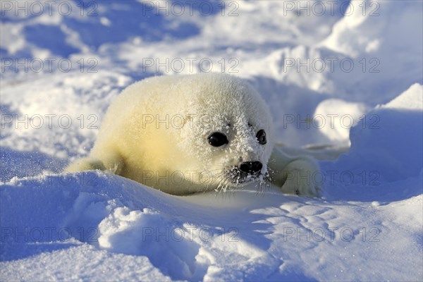 Harp Seal or Saddleback Seal (Pagophilus groenlandicus