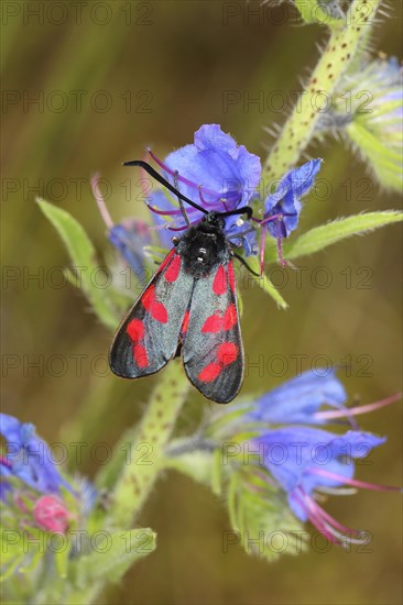 Six-spot Burnet (Zygaena filipendulae