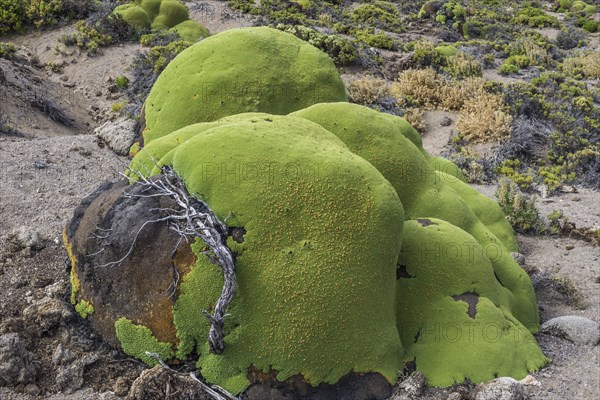 Yareta or Llareta cushion plant (Azorella compacta) growing on the slopes of the Taapaca volcano