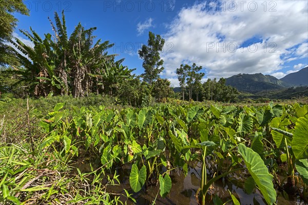 Field with taro plants