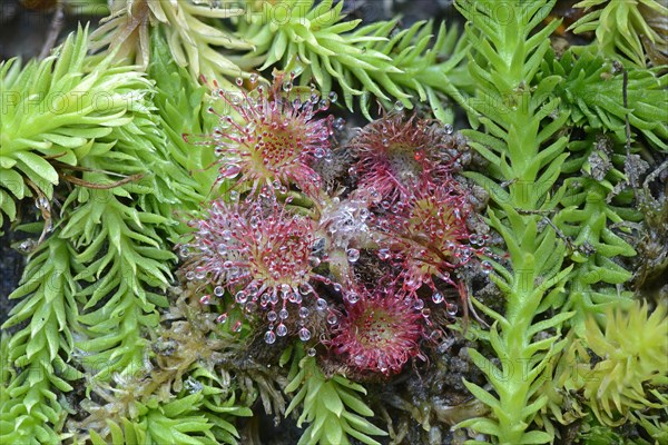 Bog Clubmoss (Lycopodiella inundata) and Round-leafed Sundew (Drosera rotundifolia)