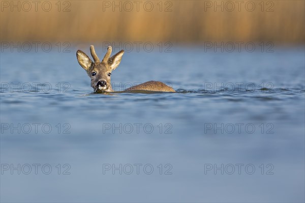 Roe Deer (Capreolus capreolus)