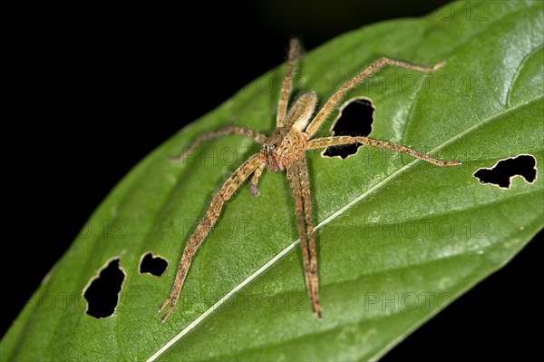 Tropical Wandering Spider (Cupiennius bimaculatus)