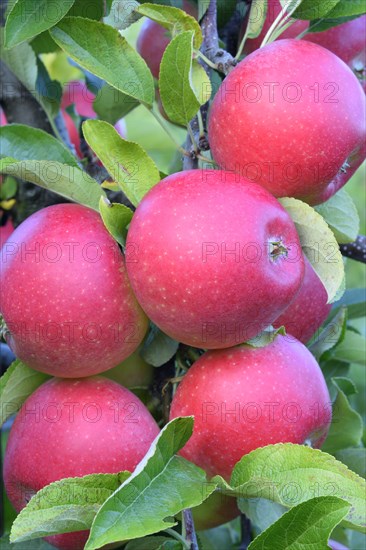 Red apples