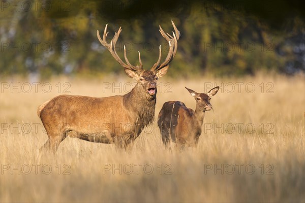 Red Deer (Cervus elaphus)