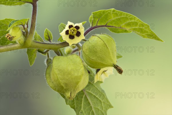 Strawberry groundcherry (Physalis pruinosa)