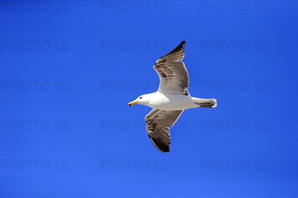 Kelp Gull (Larus dominicanus)