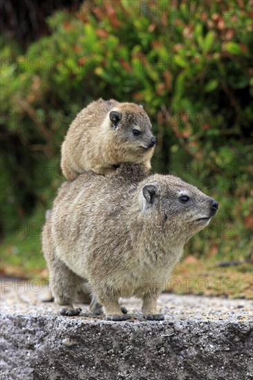 Rock Hyrax (Procavia capensis)