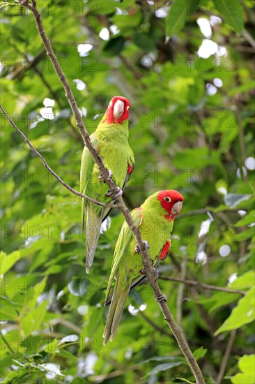 Scarlet-fronted Parakeets (Aratinga wagleri)