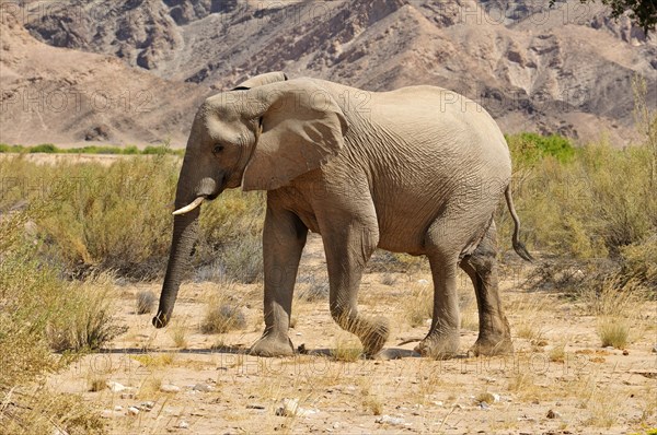 Cow of the rare Namibian Desert Elephant (Loxodonta africana)