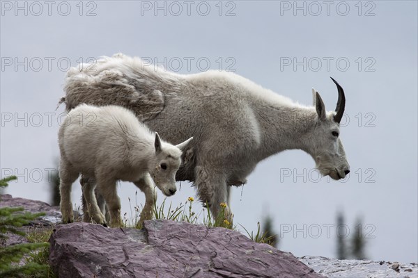 Mountain Goat (oreamnos americanus) with goatling on a snow field