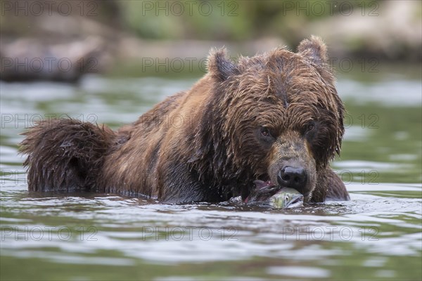 Brown bear (Ursus arctos)