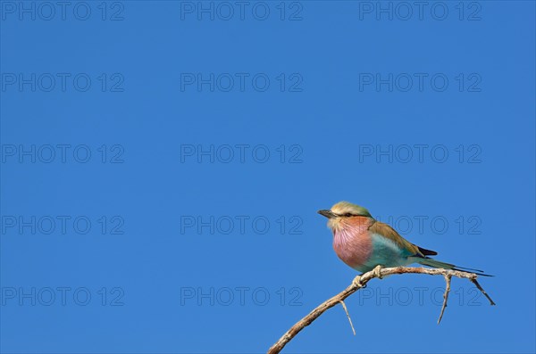 Lilac-breasted Roller (Coracias caudatus)