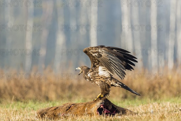 Young Eagle (Haliaeetus albicilla)