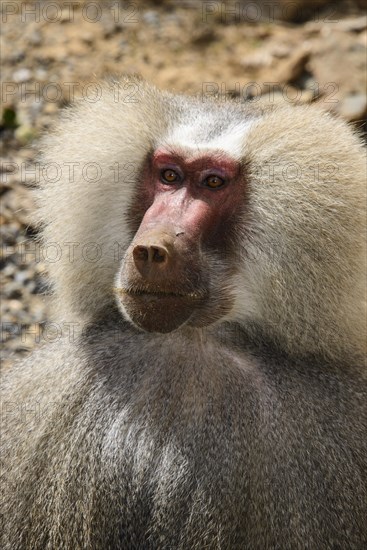 Hamadryas Baboon (Papio hamadryas)