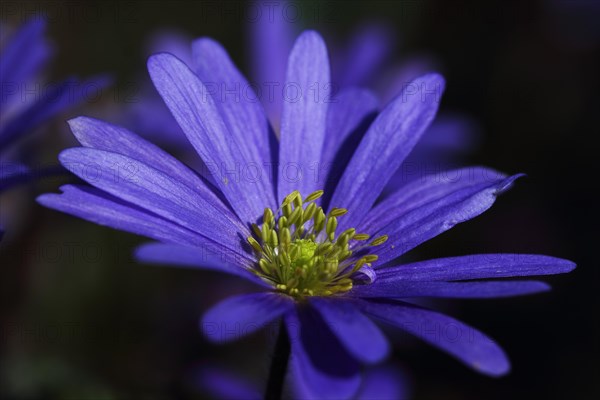 Balkan anemone (Anemone blanda