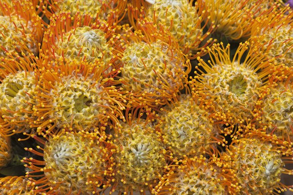 Pincushion or Protea (Leucospermum patersonii)