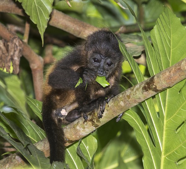 Montled Howler monkey (Alouatta palliata)