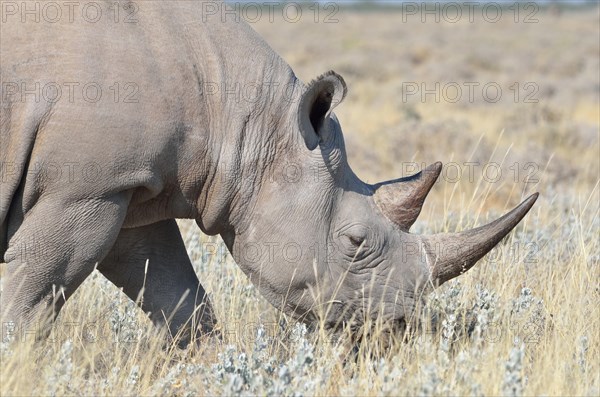 Black Rhinoceros (Diceros bicornis)