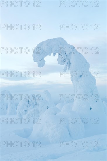 Snow-covered spruce trees