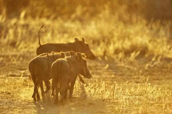 Warthog (Phacochoerus africanus)