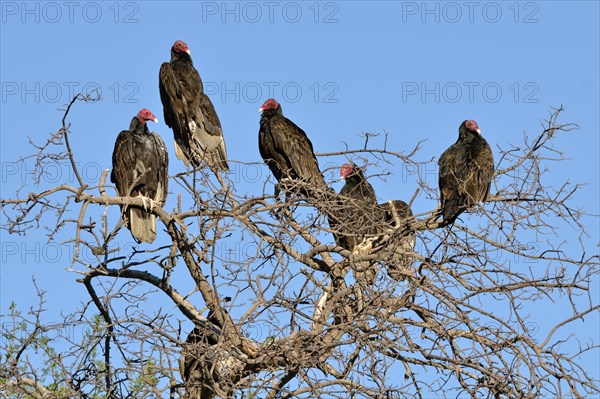 Turkey Vultures (Cathartes aura)