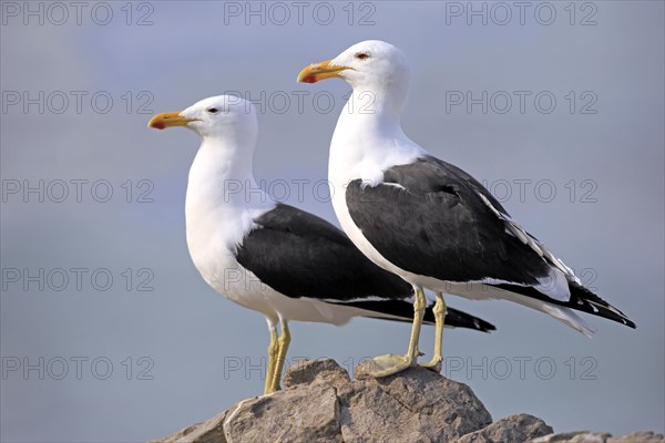 Kelp Gulls (Larus dominicanus)