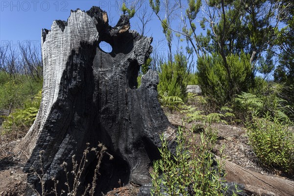 Charred tree trunk in green vegetation