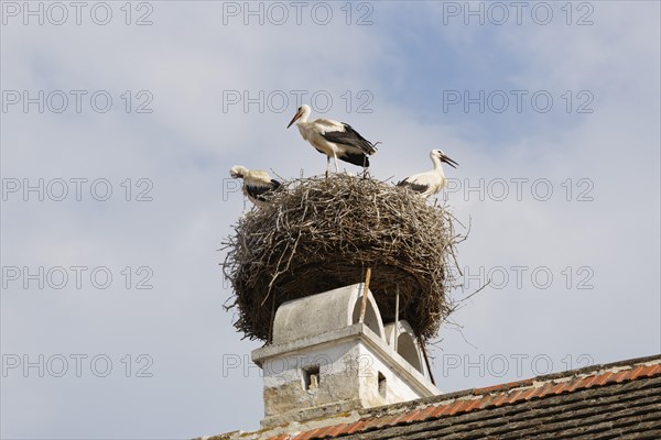 Stork's nest